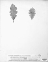 Mycosphaerella punctiformis image